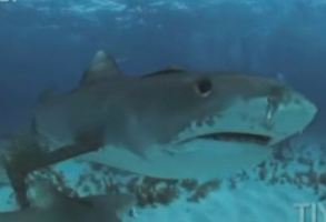 Καρχαρίες με… σκηνοθετική άποψη