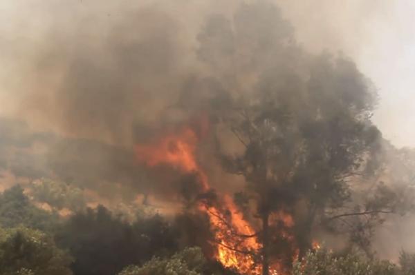 Φωτιά στο Μαλανδρένι Αργολίδας
