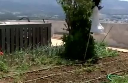 Αστικός λαχανόκηπος στο κέντρο της Αθήνας