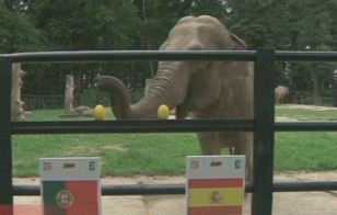 Η ελεφαντίνα Τσιτά έδειξε «1» στο Πορτογαλία – Ισπανία