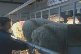 Από τις 20 Αυγούστου η εξισωτική αποζημίωση στους κτηνοτρόφους