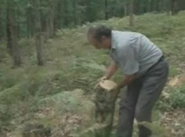 Μάστιγα η λαθροϋλοτομία στη Θεσσαλονίκη