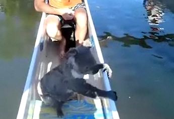 Αυστραλία: Ένα κοάλα κολυμπά από την ακτή και σκαρφαλώνει σε κανό