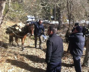 Οργιάζει η λαθροϋλοτομία στον Τρίλοφο του Γράμμου