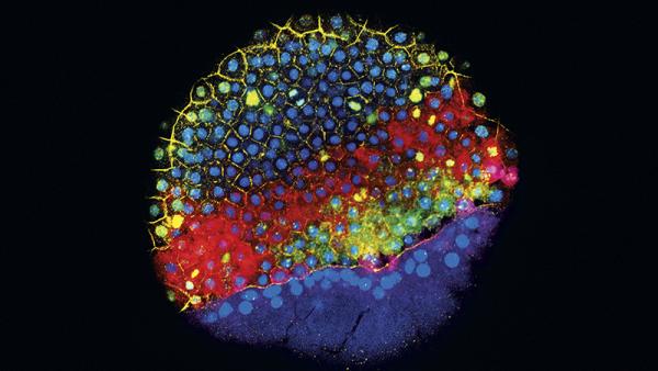 Science: Κορυφαίο επίτευγμα του 2018 η μέθοδος παρακολούθησης της ανάπτυξης κυττάρων του εμβρύου