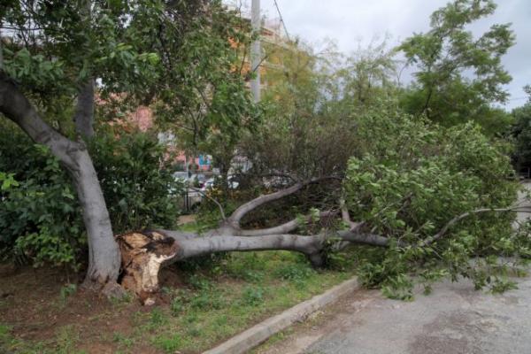 Εκατοντάδες κλήσεις στην Πυροσβεστική για πεσμένα δέντρα
