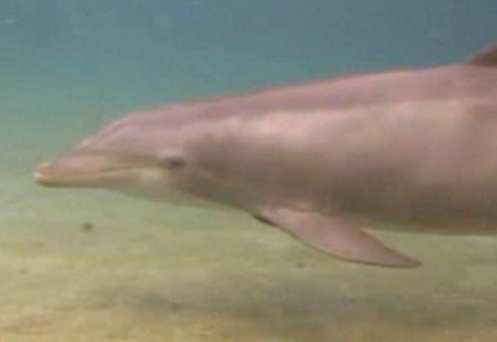 Μοναδικές εικόνες από τη γέννηση ενός δελφινιού