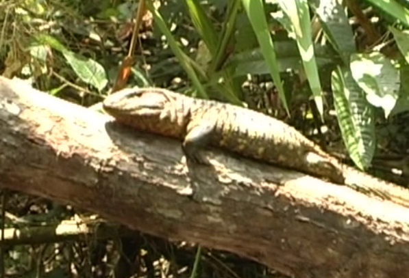 To Εκουαδόρ αποτιμά έναν περιβαλλοντικό του θησαυρό