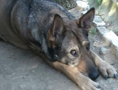 Βίντεο με τη συνέντευξη της εθελόντριας Αννας Ριζοπούλου στο Πάρκο Ευελπίδων