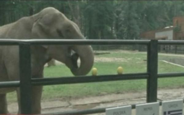 Η ελεφαντίντα Σιτά «έπαιξε» το Πολωνία – Ελλάδα… άσο