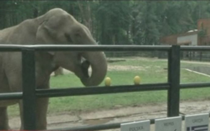 Η ελεφαντίντα Σιτά «έπαιξε» το Πολωνία – Ελλάδα… άσο