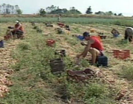 Καταγγελία για αποζημιώσεις «μαμούθ» από τον ΕΛΓΑ
