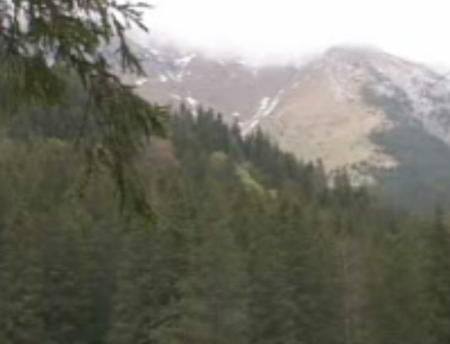 H αποψίλωση δασών απειλεί τη βιοποικιλότητα στα Βαλκάνια