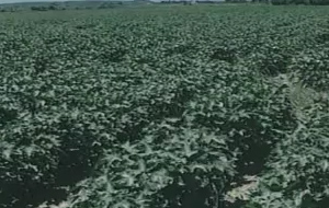 Πώς θα φορολογούνται τα αγροτεμάχια από το 2014