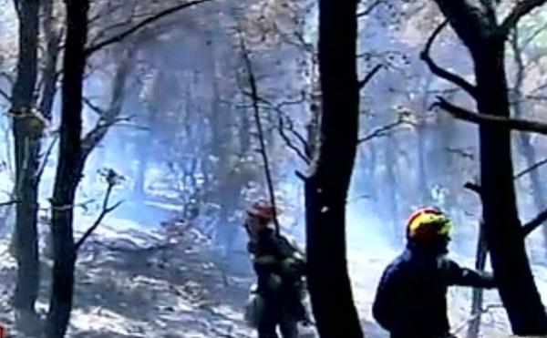 Σε ύφεση η δασική πυρκαγιά στο Πόρτο Ράφτη Αττικής