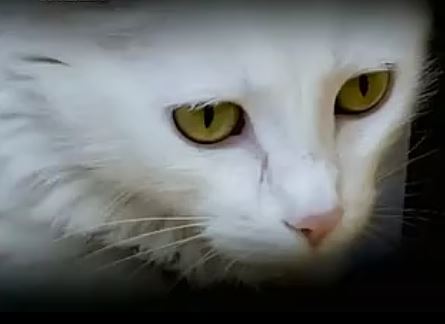 Η γάτα πρόσφυγας από τη Συρία που βρήκε τα αφεντικά της στη Νορβηγία