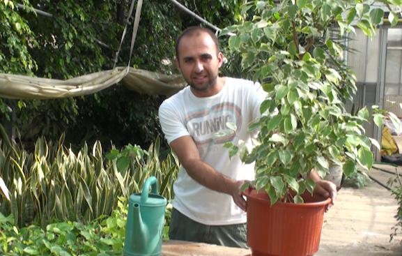 Φροντίδα φυτών εσωτερικού χώρου