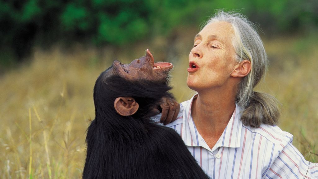 Η Τζέιν Γκούντολ μας μαθαίνει τα μυστικά των χιμπατζήδων
