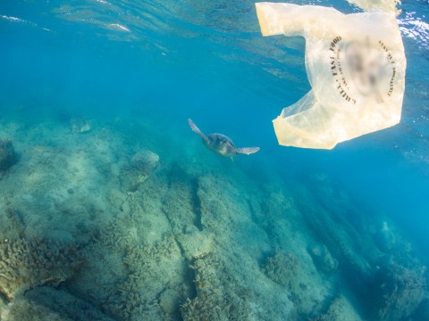 Η Ζάκυνθος πρώτος σταθμός στην Ελλάδα για τις δράσεις της GREENPEACE ενάντια στο πλαστικό μιας χρήσης