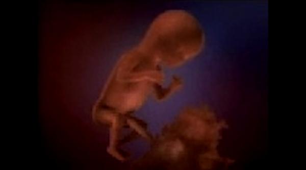 Η ανάπτυξη του ανθρώπινου εμβρύου