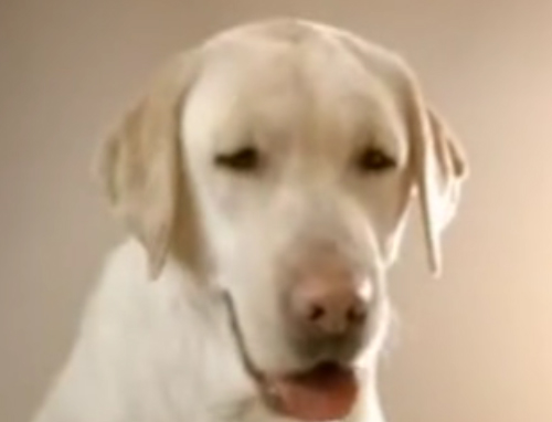 Καμπάνια υπευθυνότητας για κατοικίδια