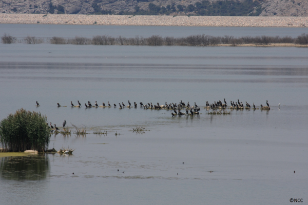 Λίμνη Κάρλα: Ο ήταυρος και το «θεριό του Βάλτου»