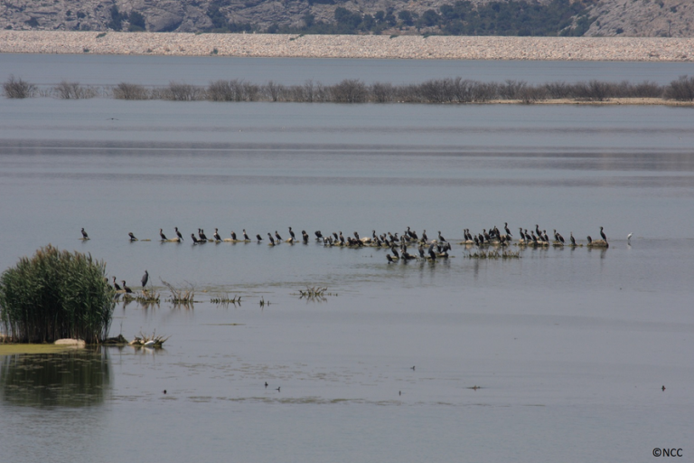Λίμνη Κάρλα: Ο ήταυρος και το «θεριό του Βάλτου»