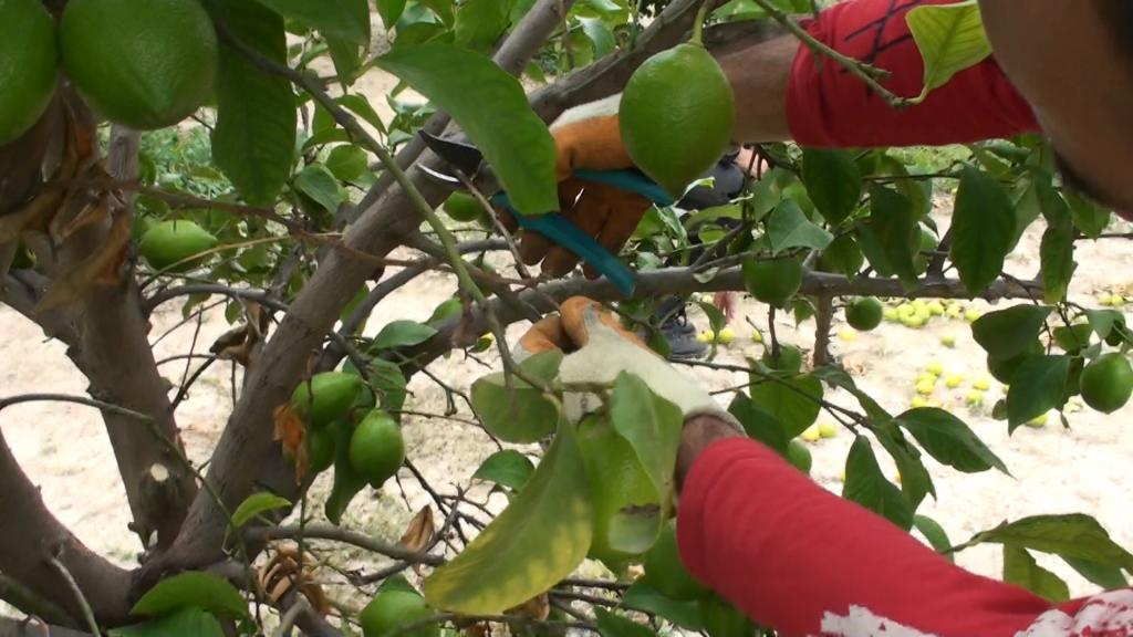 Κήπος: Το κλάδεμα της λεμονιάς