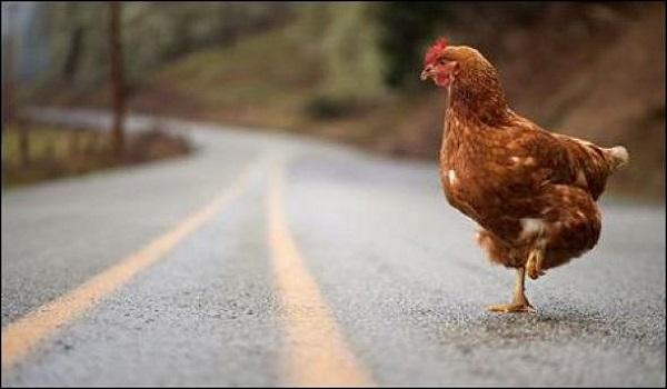 Ζούμε στην «Εποχή του Κοτόπουλου» λένε οι επιστήμονες