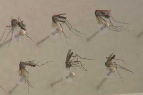 Το κουνούπι «τίγρης» είναι δυνητικος φορέας ασθενιών για τον άνθρωπο