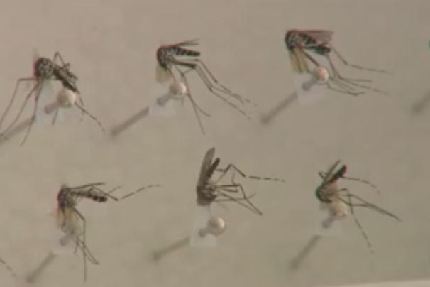 Το κουνούπι «τίγρης» είναι δυνητικος φορέας ασθενιών για τον άνθρωπο