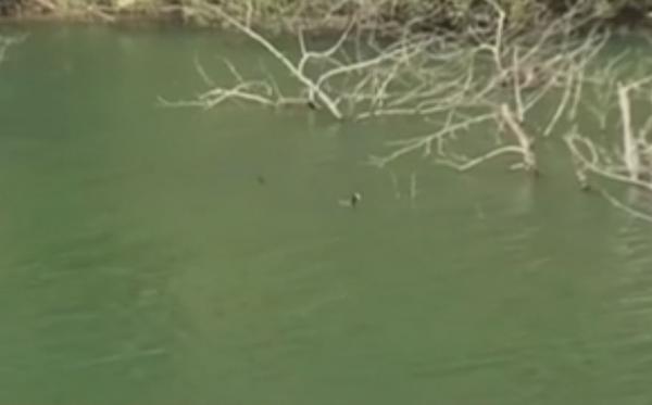 Πόσοι είναι οι κροκόδειλοι του Ρεθύμνου