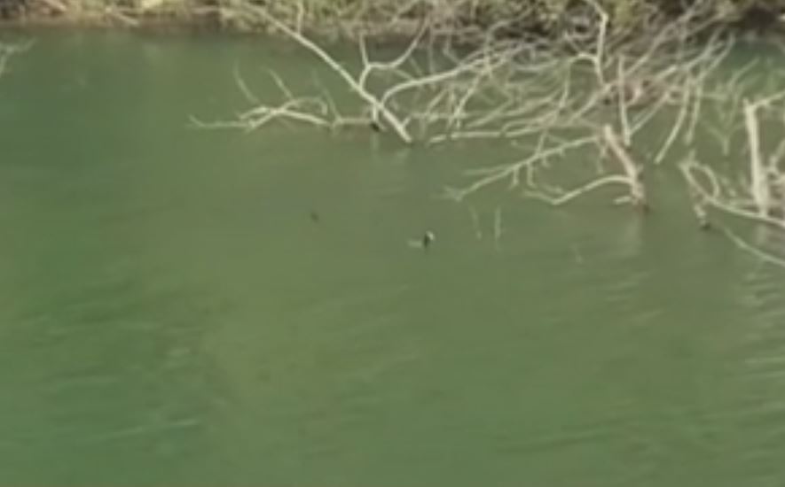 Πόσοι είναι οι κροκόδειλοι του Ρεθύμνου