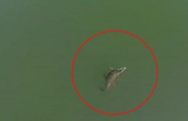 Δεύτερη εμφάνιση του κροκόδειλου του Ρεθύμνου