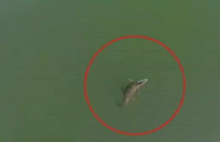 Δεύτερη εμφάνιση του κροκόδειλου του Ρεθύμνου