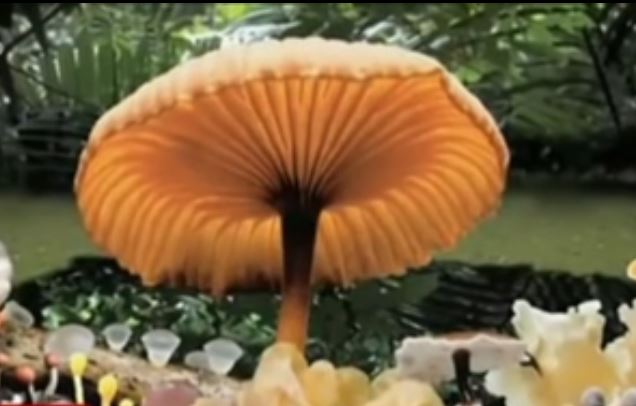 Και νέος θάνατος από κατανάλωση δηλητηριωδών μανιταριών