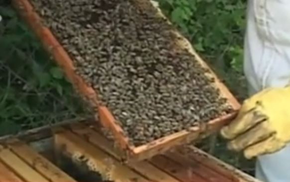 Το μέλι του Ολύμπου.. το πιο νόστιμο αντιβιοτικό