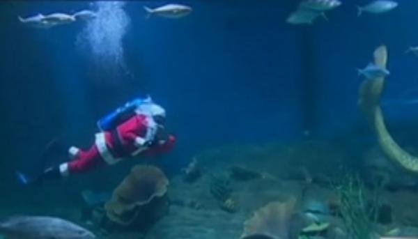 Άγιος Βασίλης… δύτης σε ενυδρείο στη Μελβούρνη