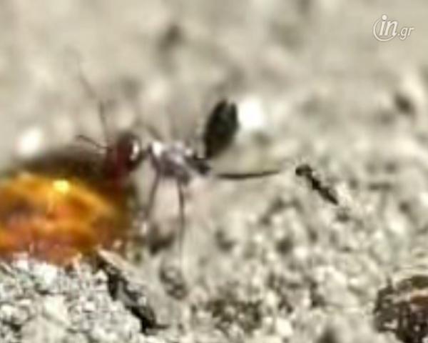 Παρασιτικές σφήκες γεννούν τα αβγά τους πάνω σε μυρμήγκια