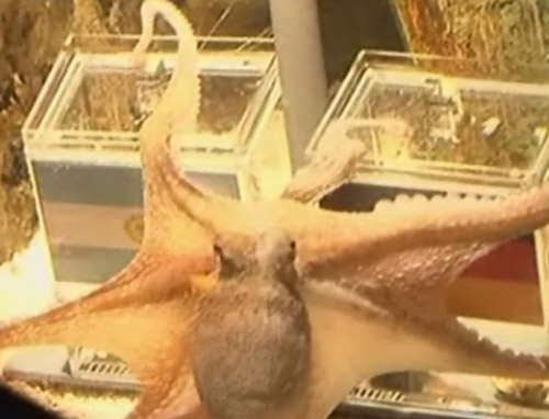 Τα προγνωστικά του Πολ για τον αγώνα Γερμανίας-Αργεντινής