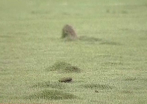 Προβληματισμός για την κακή κατάσταση του χλοοτάπητα