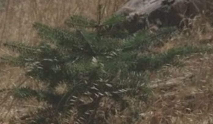 Ο Εθνικός Δρυμός της Πάρνηθας ξαναγεννιέται