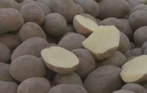 Κατάργησαν τους μεσάζοντες στις πατάτες στην Πιερία