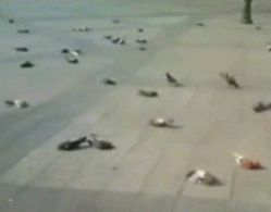 Άγνωστος δηλητηρίασε εκατοντάδες περιστέρια στην πλατεία Κοτζιά