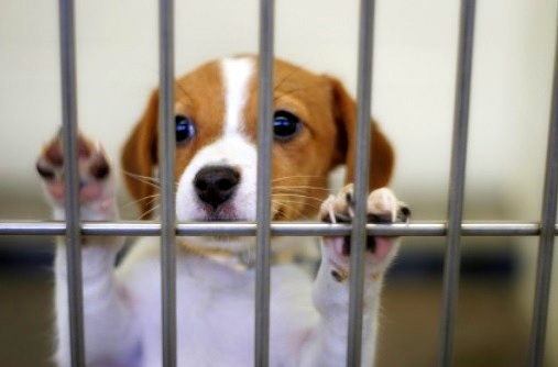 Βρετανία: Τέλος στην πώληση σκύλων και γάτων στα pet shops