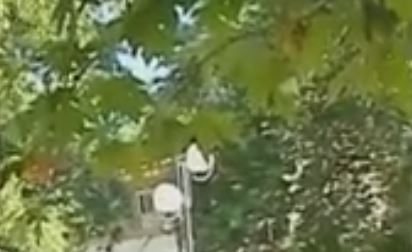 Τραγωδία στη Λαμία: Νεκρό 9χρονο αγόρι που καταπλακώθηκε από πλάτανο