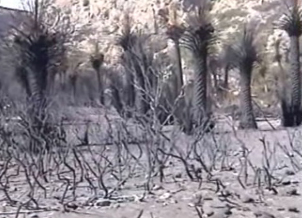 Σοκαριστική η καταστροφή του φοινικοδάσους της Πρέβελης