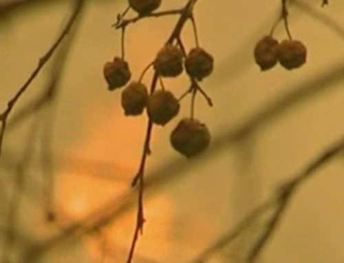 Δραματική η κατάσταση στη Ρωσία εξαιτίας των πυρκαγιών