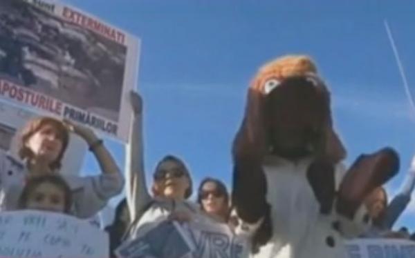 Ρουμανία: Διαμαρτυρία για το νόμο που επιτρέπει την ευθανασία στα αδέσποτα