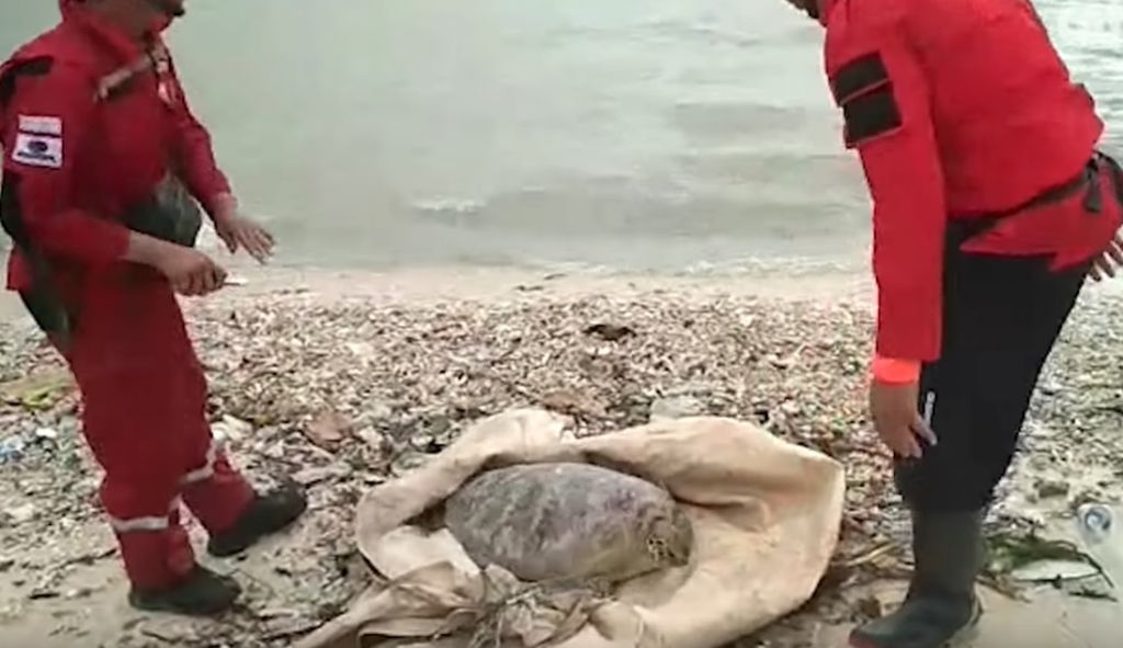 Εθελοντές σώζουν θαλάσσιες χελώνες από τις ακτές της Ινδονησίας